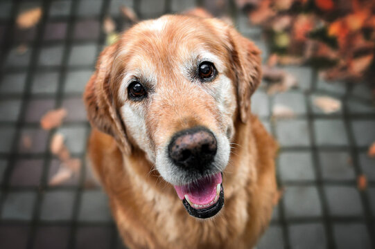 Old dog